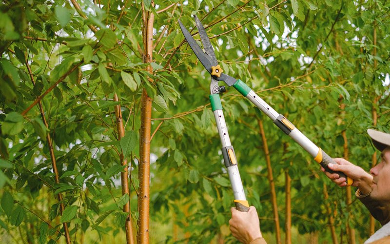 Tree trimming in Luverne, ND