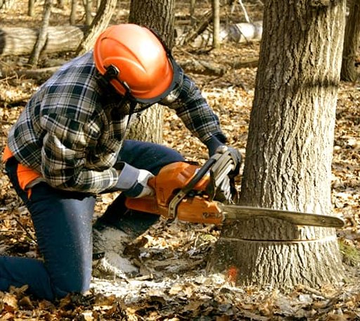Tree Removal in Luverne, ND